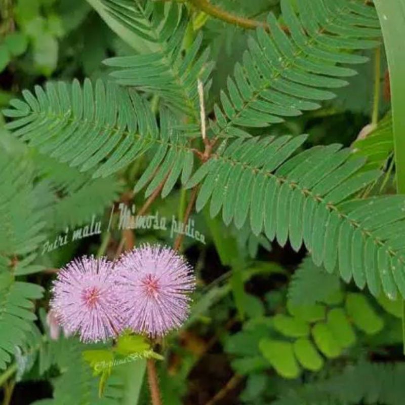 putri malu daun putri malu herbal