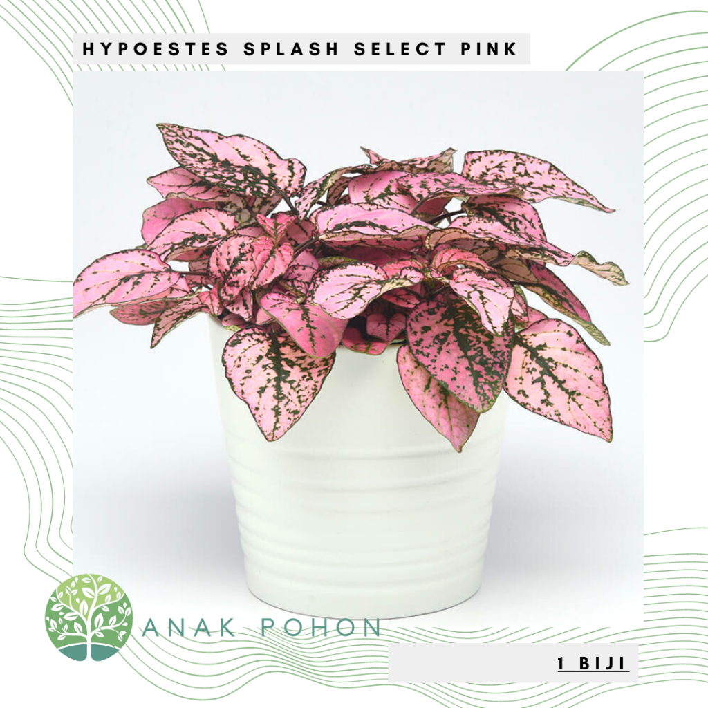 Benih Bibit Biji - Hypoestes Splash Select Pink Ornamental Plant Seeds - IMPORT