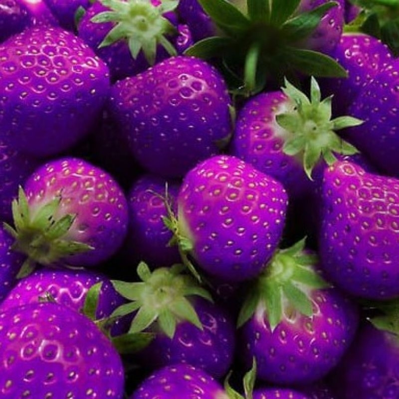 Bibit Benih Strawberry Ungu
