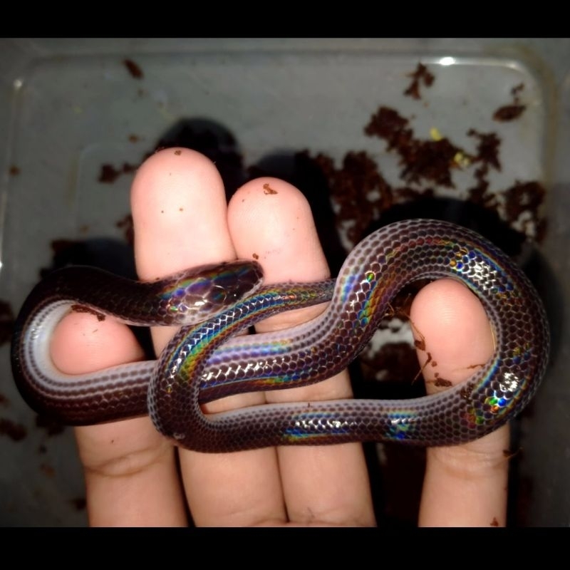 koleksi hobi baby ular pelangi warna warni jika terkena cahaya