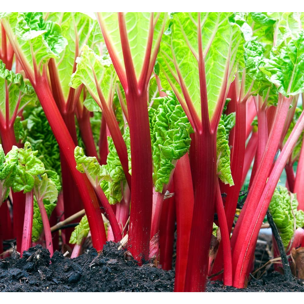 Benih Bibit Biji - Swiss Chard Rhubarb Seeds - IMPORT