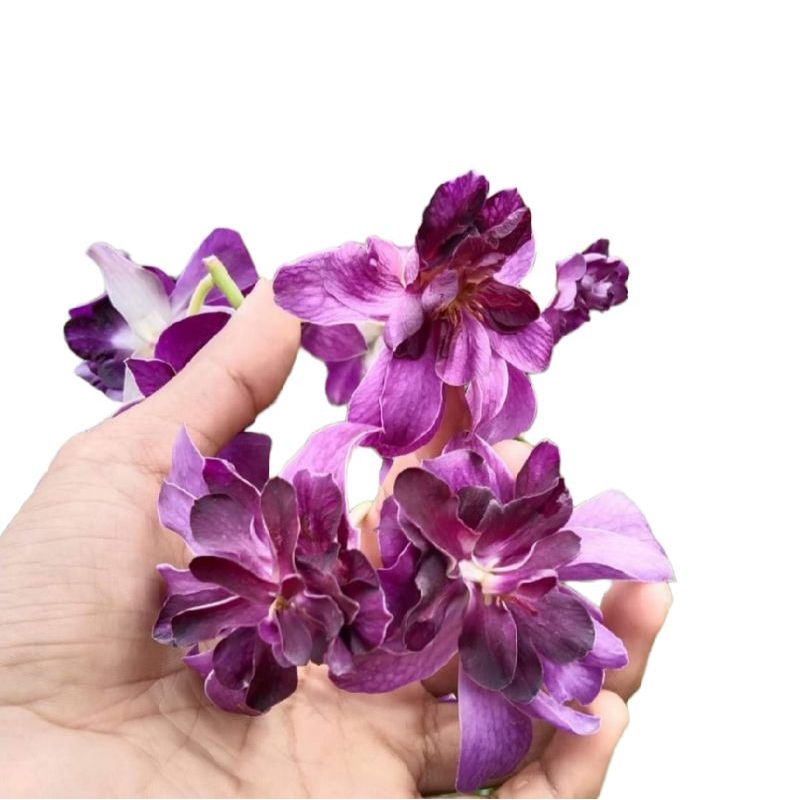 Anggrek Dendrobium Mawar Blue