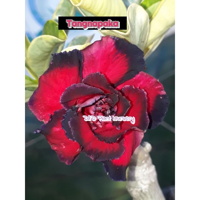 Adenium bunga tumpuk "TANGNAPAKA"(Daun varigata)