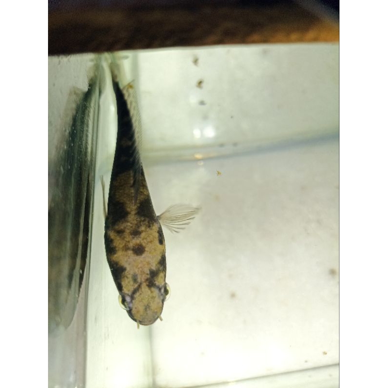 yellow sentarum size 12cm proggres