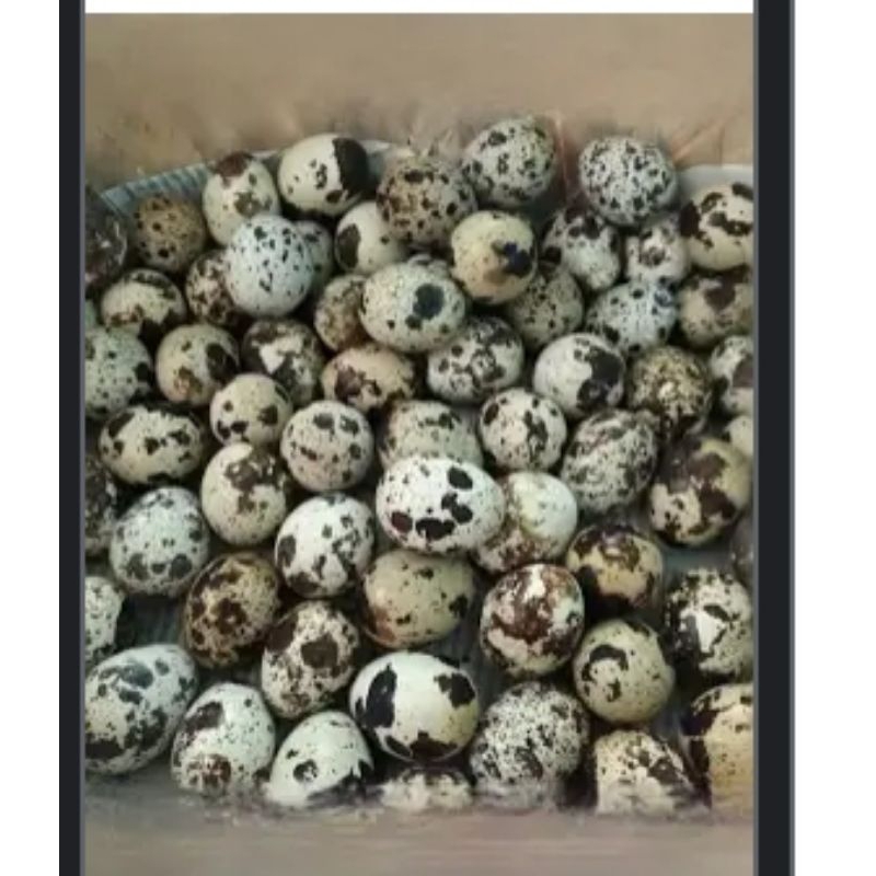 

Telur puyuh matang kemasan 100 gr per bungkus