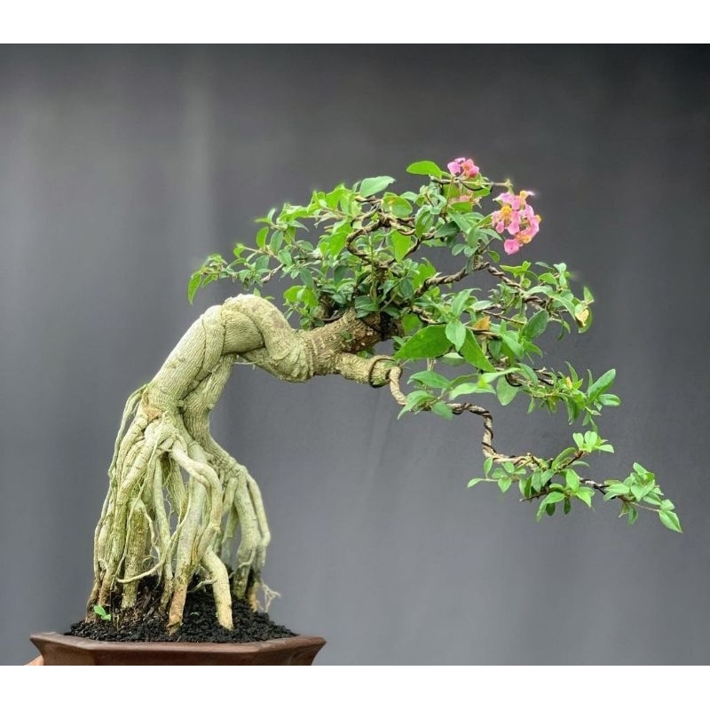 tanaman bonsai sakura micro program akar jumbo real pick siap pajang