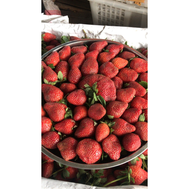 

STRAWBERRY KELLYBRIGHT 1KG