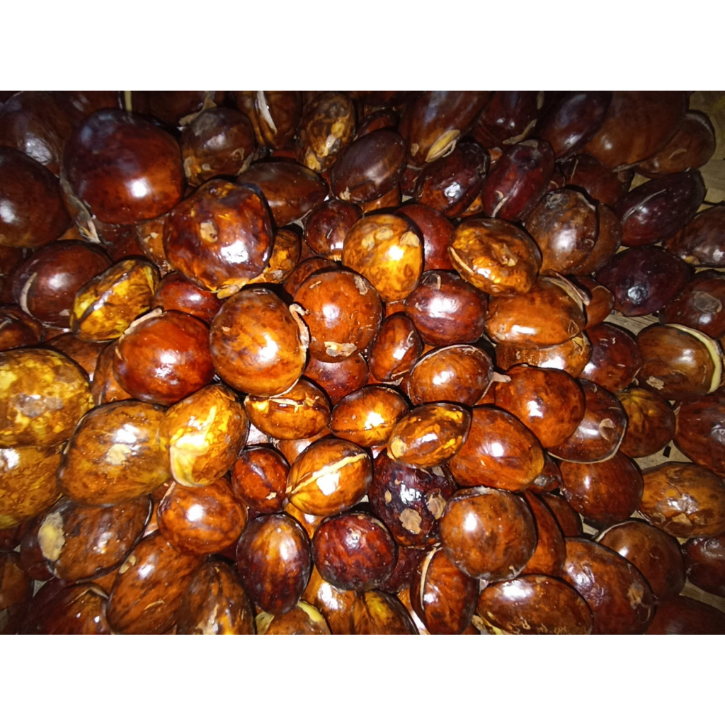 

RB JENGKOL TUA PILIHAN FRESH 1KG