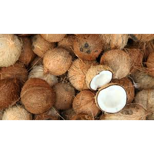 

grosir kelapa tua ukura S.L