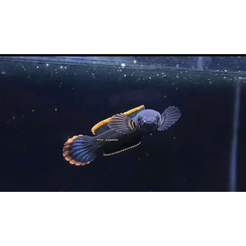 ikan chana limbata gunung kidul berkualitas