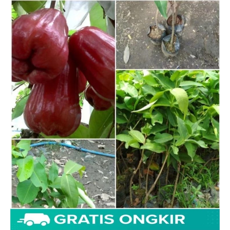 bibit jambu air citra super manis