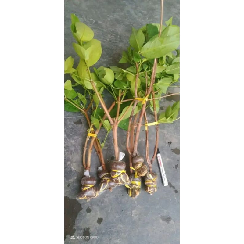 bibit fresh cangkok Jambu green Giant asli