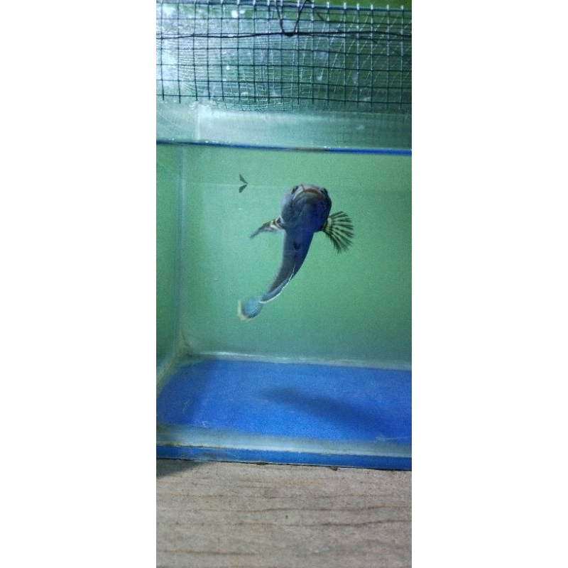 channa limbata wc 10-15