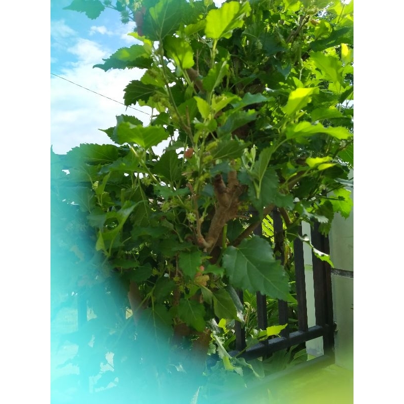 

daun mulberry segar 100 gram