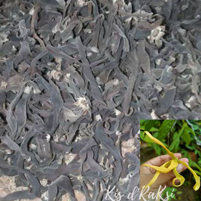 

bunga kenanga kering 100 g