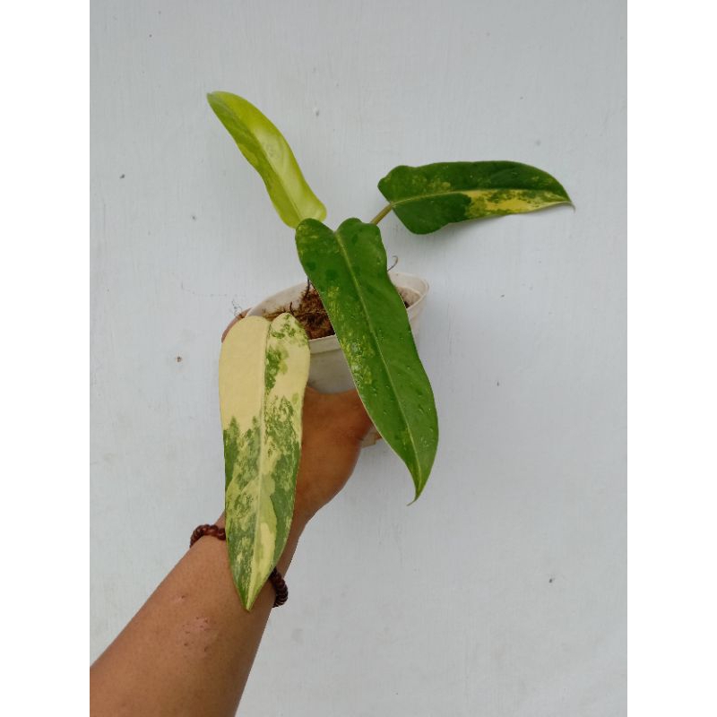 domesticum variegata menor