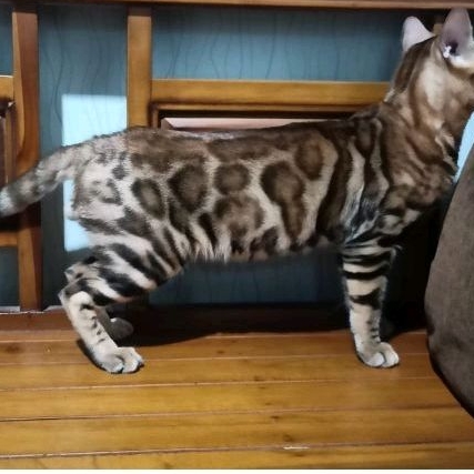 Bengal female ped ICA