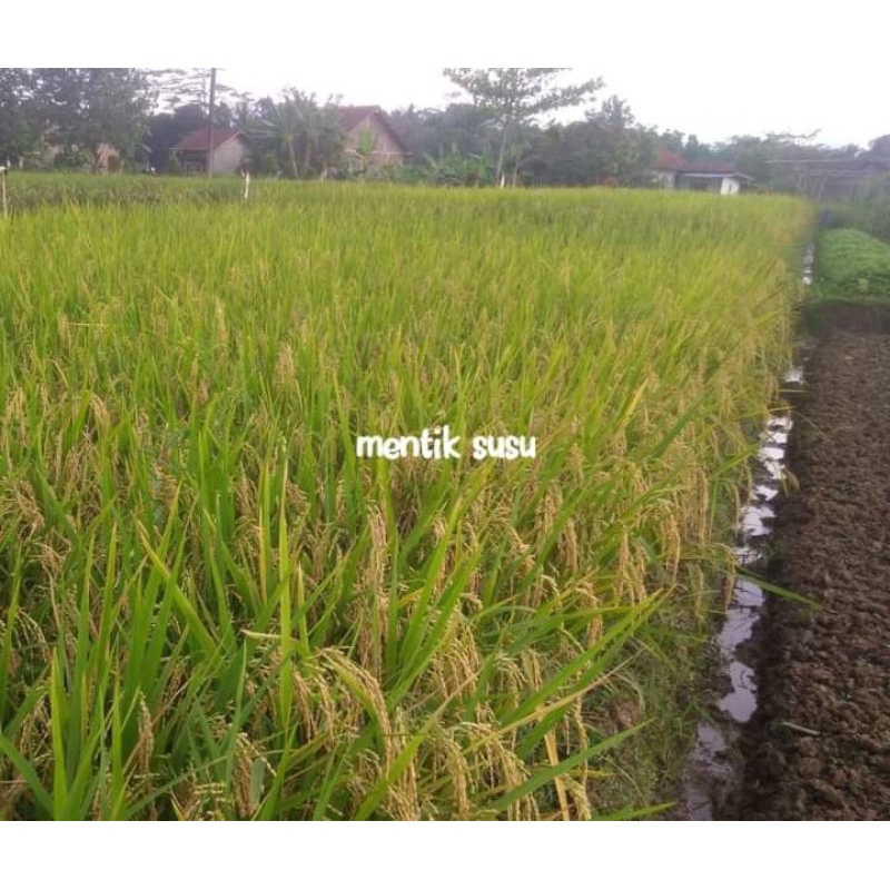 benih padi mentik wangi susu 5kg