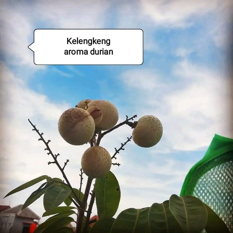 Bibit Buah Kelengkeng Aroma Durian Super Unggul Tabulampot