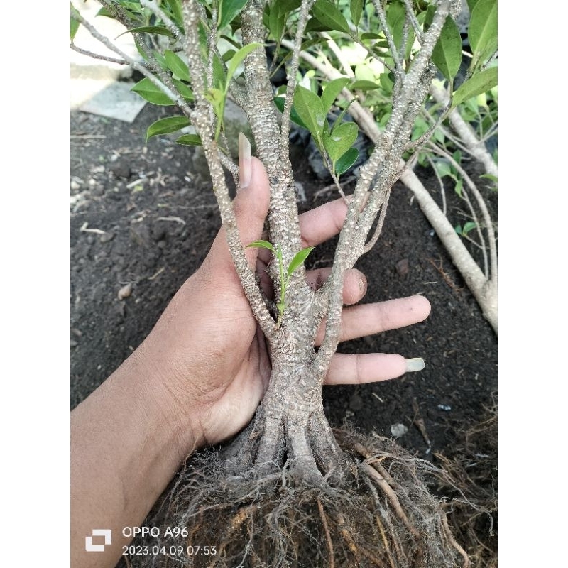 kimeng pecah batang 8