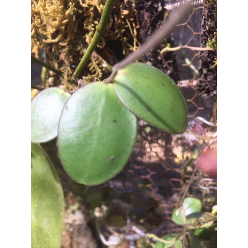 Hoya spesies sulawesi/Noid