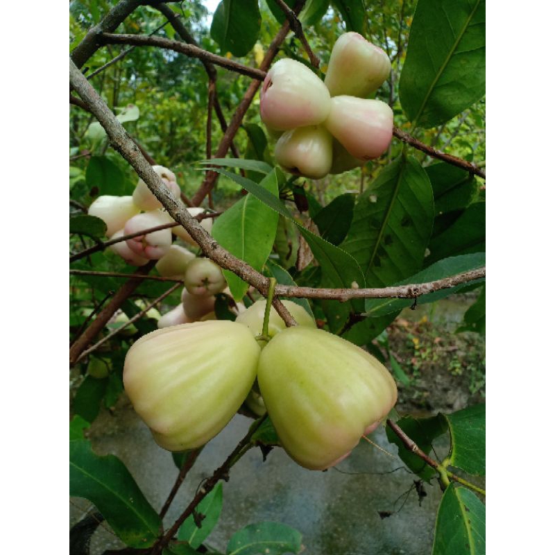 Bibit jambu air madu deli hijau cangkok