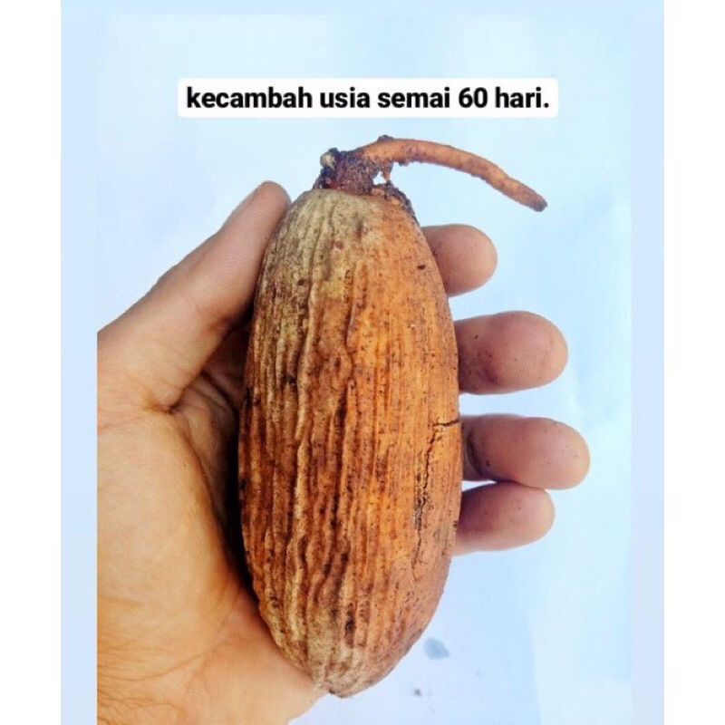kecambah buah kayu Ulin, kayu besi.
