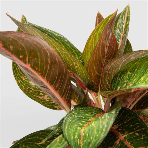 Tanaman hias Aglaonema Margaret