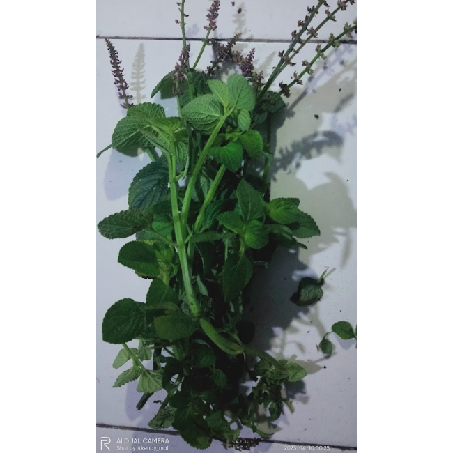 

Daun Bangun bangun segar / Daun Terbangun segar herbal pelancar air susu ibu