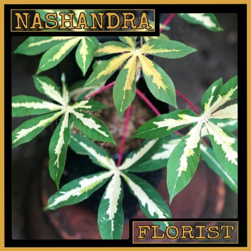 Tanaman Hias Bibit Pohon Singkong Variegata