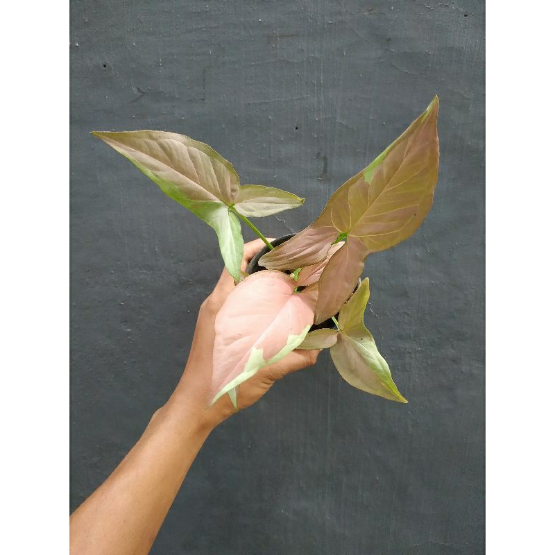 Syngonium Strawberry Milk