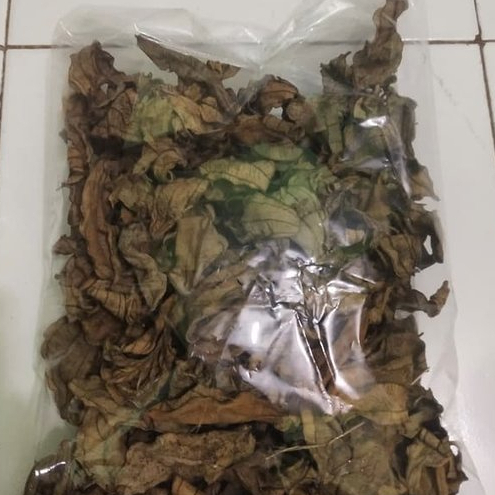 

HERBAL JAMU TERBAIK DAUN SENGGANI/HARENDONG-250 GRAM