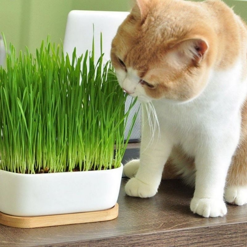 Cat Grass Benih Rumput Kucing Satu Paket lengkap Benih Gandum Rumput Untuk Kucing Shaestore15