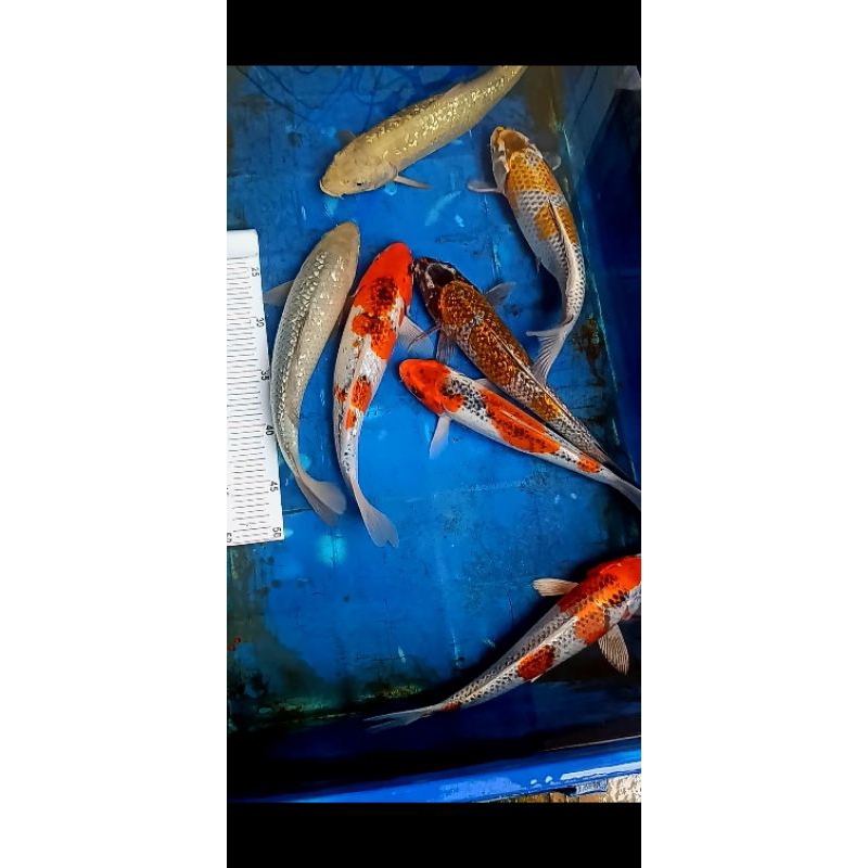 ikan koi blitar size 25-30 cm