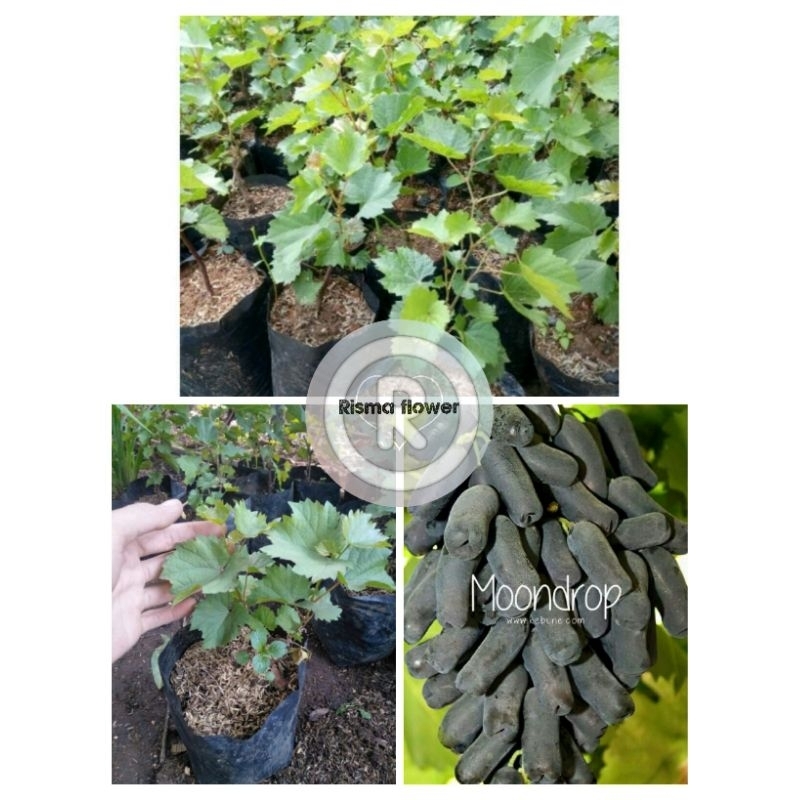 Tanaman pohon buah anggur moondrop / bibit pohon buah anggur moondrop