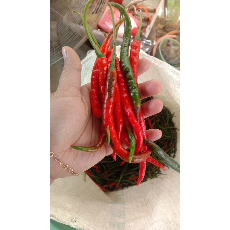 

cabai keriting merah super