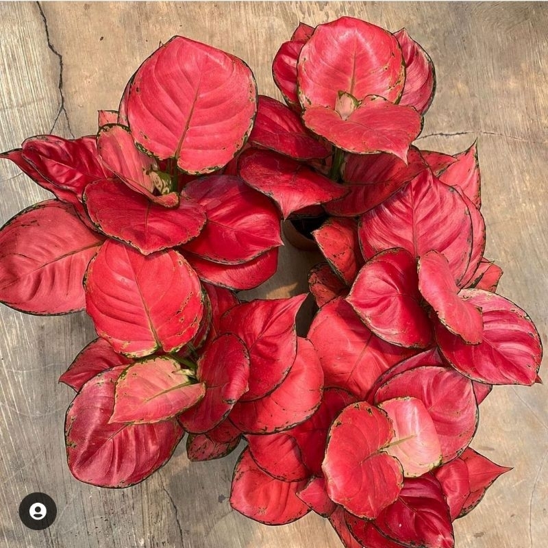 tanaman hias red queen remaja murah bunga hias aglonema aglaonema red queen murah merah BUKAN BONGGO
