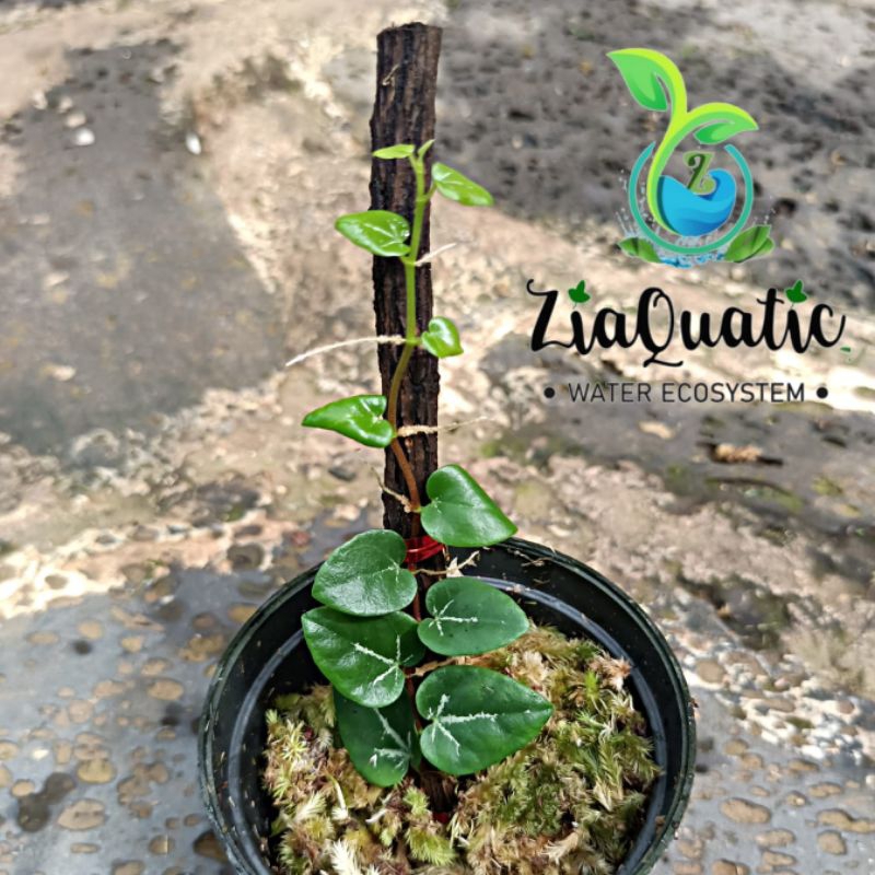 Piper Sp Spider "Borneo" - Tanaman Hias Rambat Paludarium Terrarium Jungleplant Indoorplant