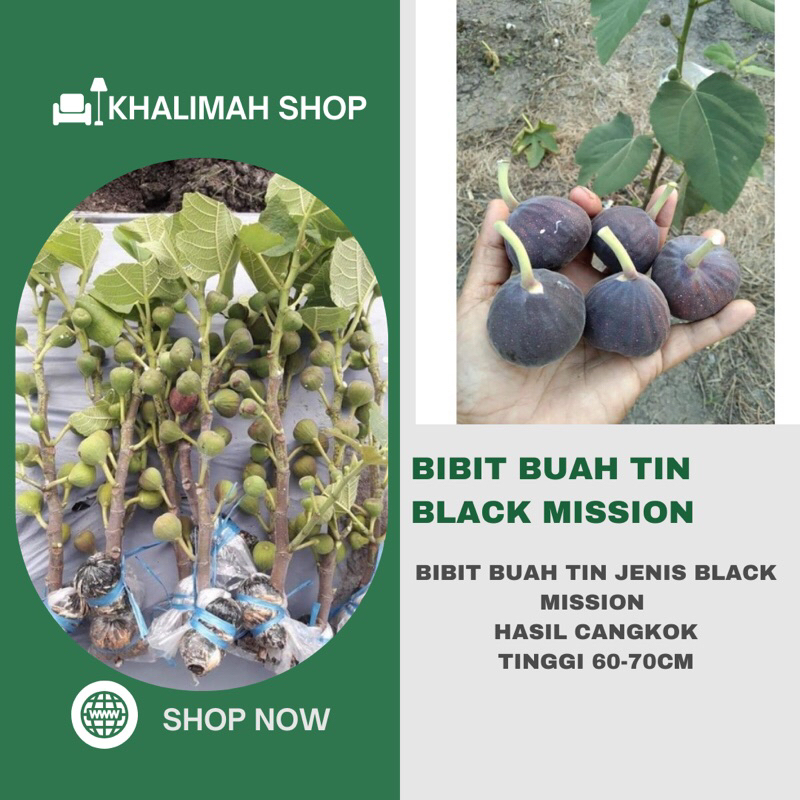 Bibit Tanaman Buah Tin Jenis Black Mission Asli