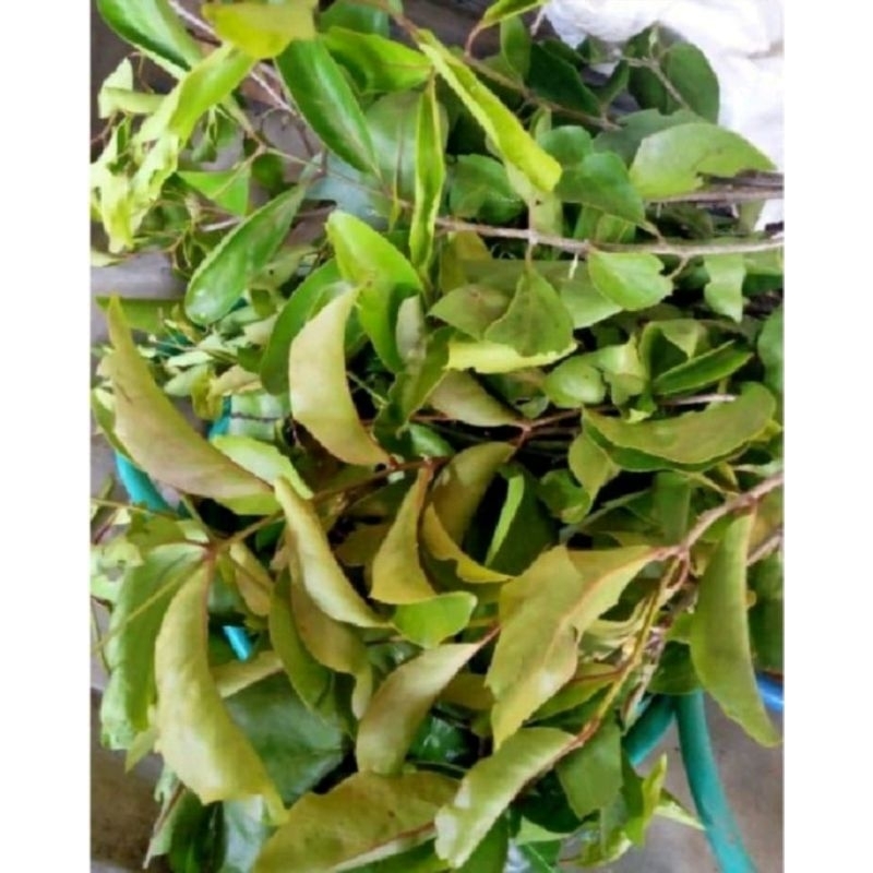 

BENALU MANGGA SEGAR 1.KG