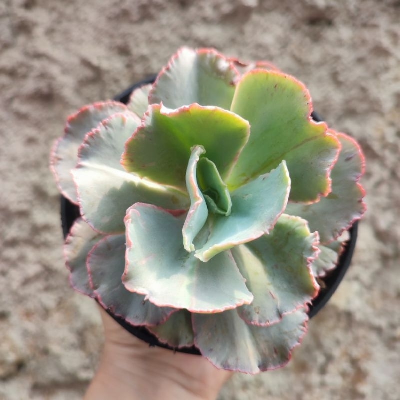 Echeveria Blue Curls | DP 10cm | Sukulen