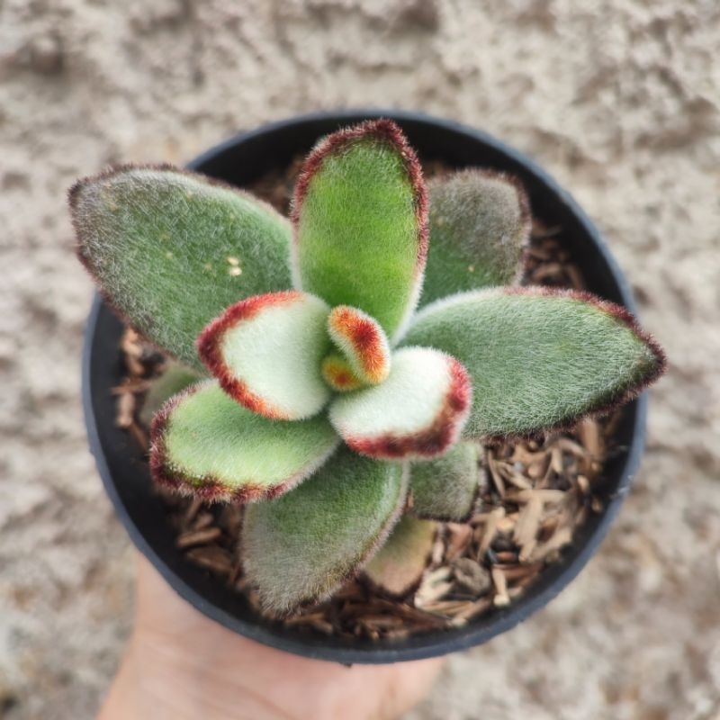 Kalanchoe Tomentosa | DP 10cm | Sukulen