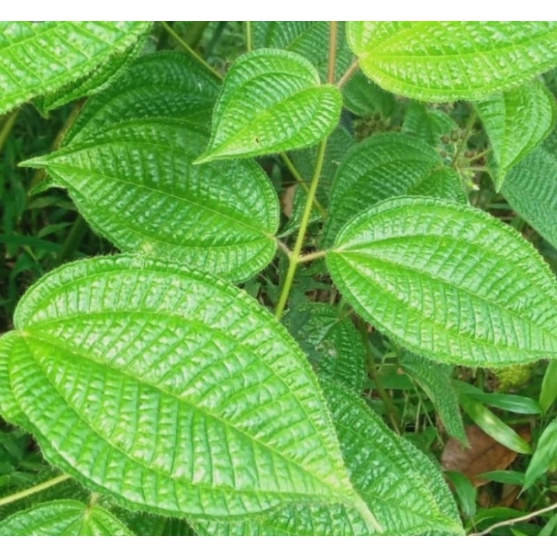 

DAUN HARENDONG BULU BISA BUAT OBAT