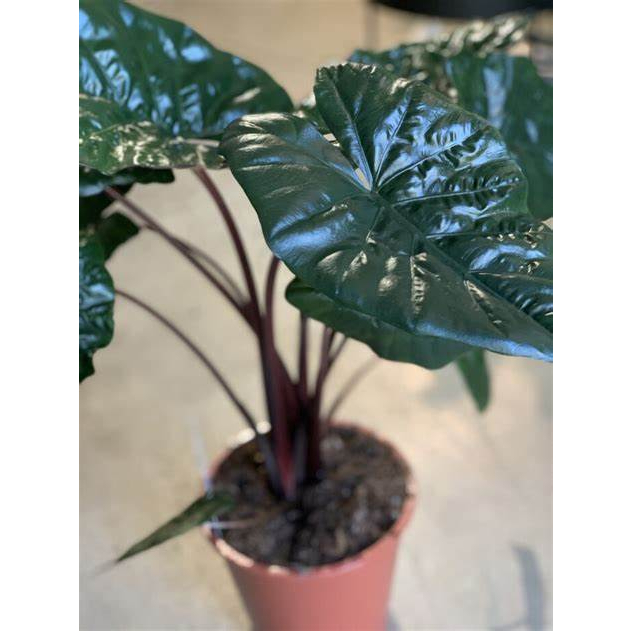 tanaman hias alocasia yucatan