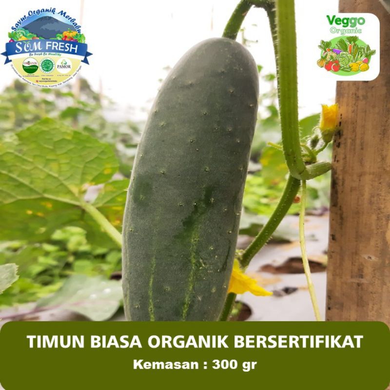 

Timun Organik