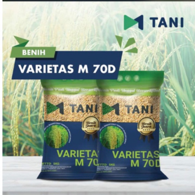 Benih padi M70D