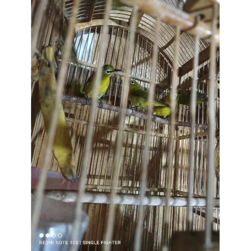pleci pacitan jantan pilihan