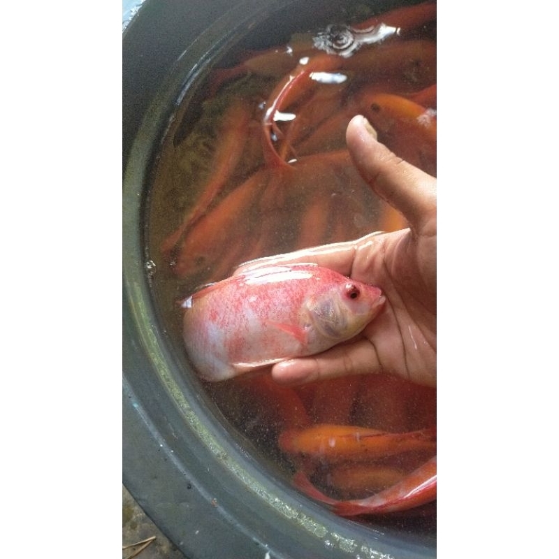 Bibit ikan nila merah ukuran 3-4 jari Bibit ikan murah berkualitas