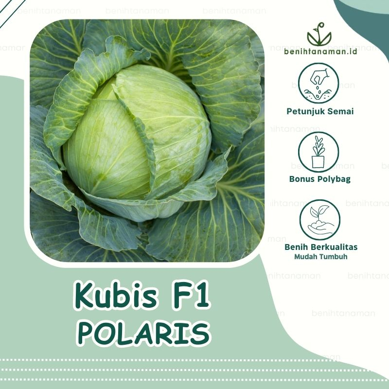 Benih Kubis Hijau Hibrida POLARIS isi 10 Biji, Kubis Hijau Tahan akar gada