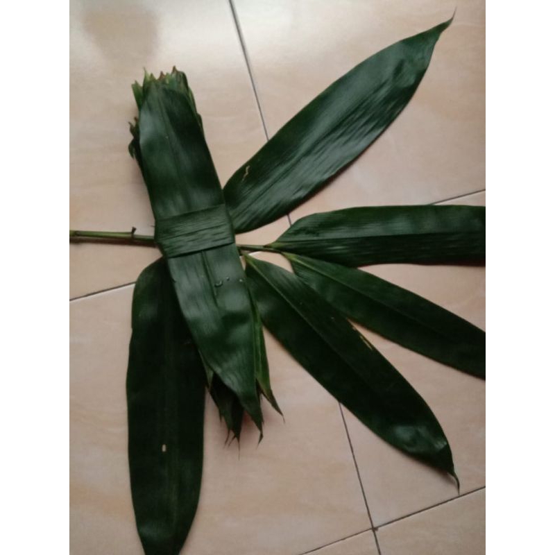 

DAUN BAMBU SEGAR MURAH BERKUALITAS